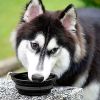 2pcs Collapsible Dog Bowl, Food Grade Silicone BPA Free, Foldable Expandable Cup Dish for Pet Cat Food Water Feeding Portable Travel Bowl RT